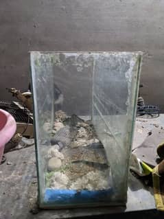 fish aquarium in decent condition