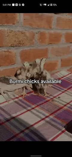 BURMI