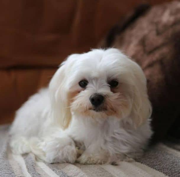 Maltese Poddle Breeder Female For Sale In Multan. 1