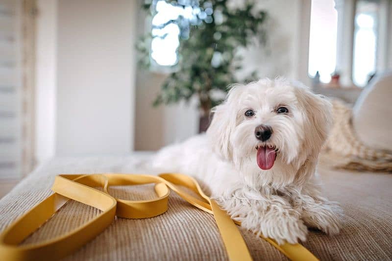 Maltese Poddle Breeder Female For Sale In Multan. 2