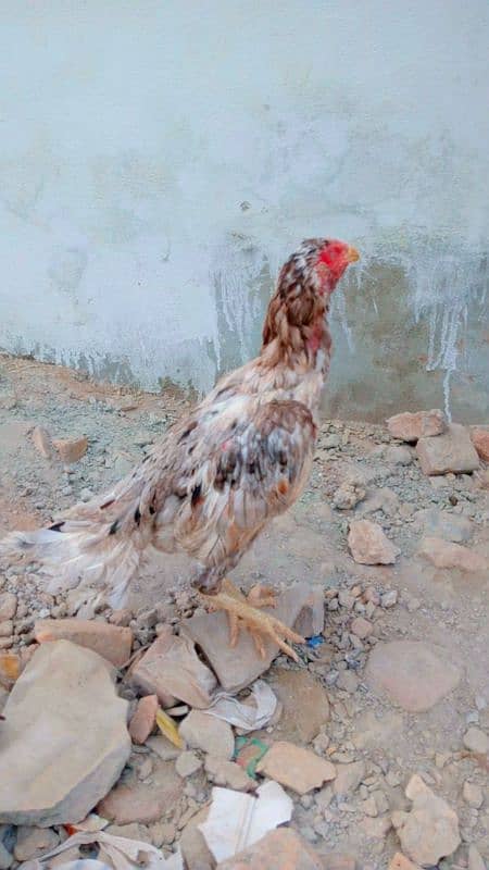 Outclass saleti murgi for urgent sale only serious log rbta kra. . 1