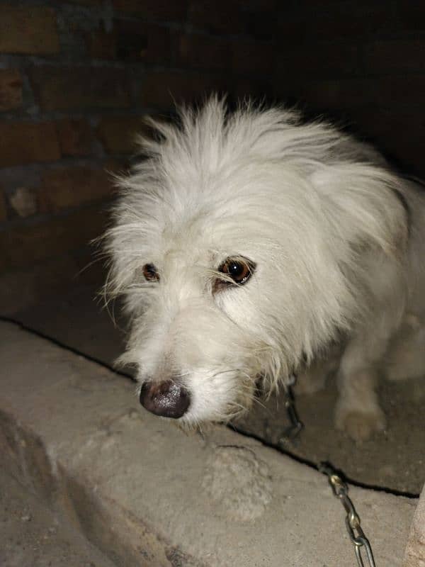 pure White and long coated puppy 0