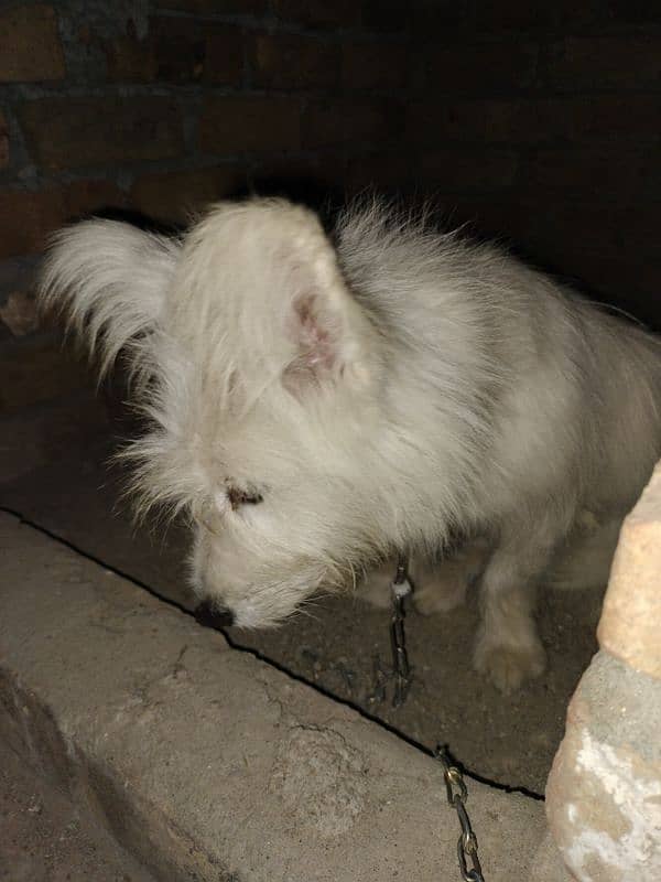 pure White and long coated puppy 1