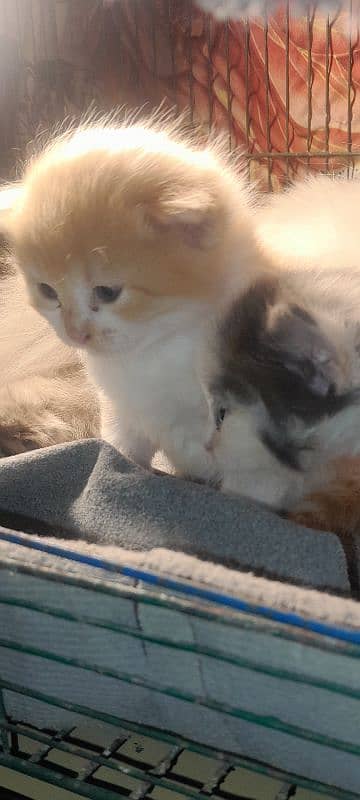 kittens 2