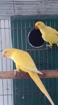 Green or yellow ring neck Raw parrots breeder or chicks for sale