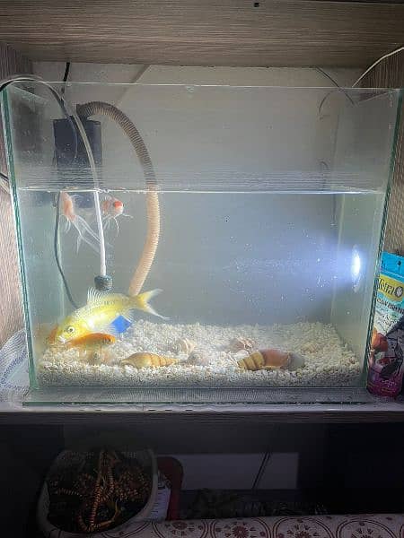 aquarium for sale urgent 0