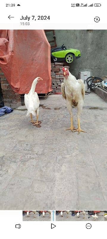 shamo eggs. . . . fresh and fertile. . . 100 % fertility guarantee 11