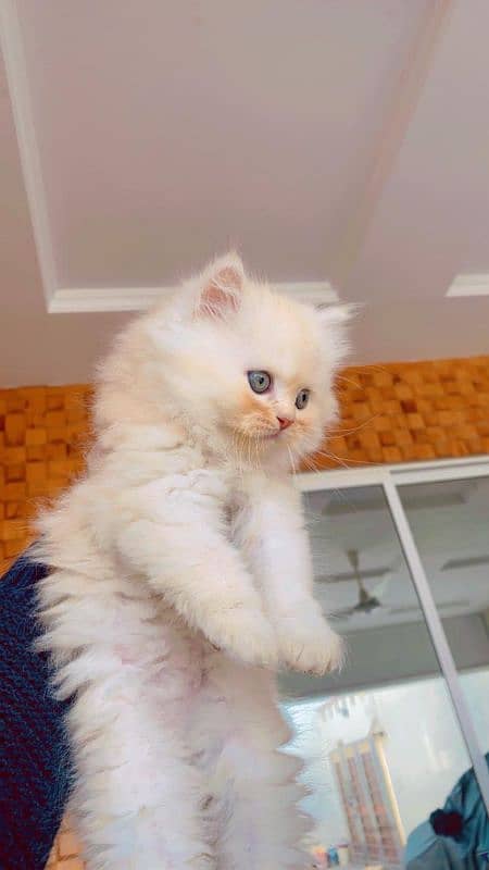 Persian Punch face triple coat cat Kitten 1