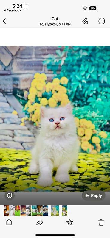 Persian Punch face triple coat cat Kitten 7