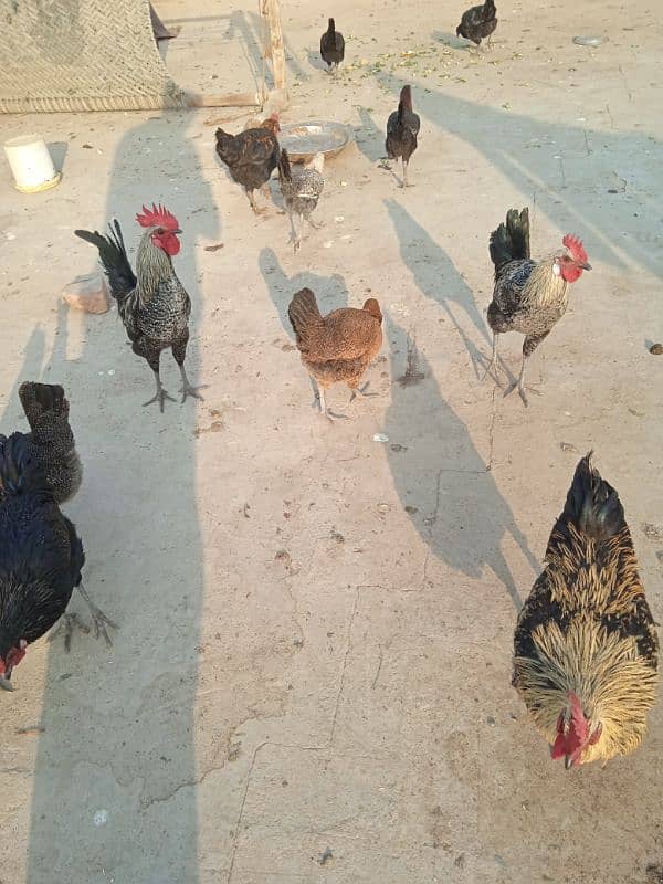 Healthy hens for sale 03040292962 1