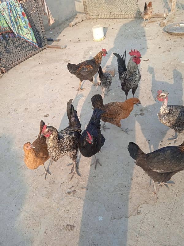 Healthy hens for sale 03040292962 2