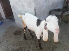 bakri for sale