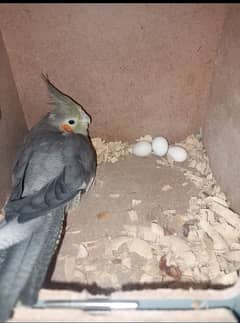 Cockatiel breeker Pair