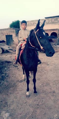 Desi Horse