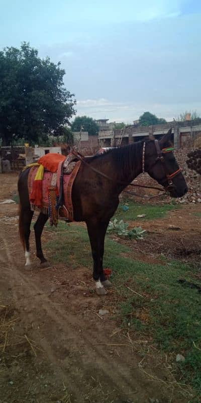 Desi Horse 1