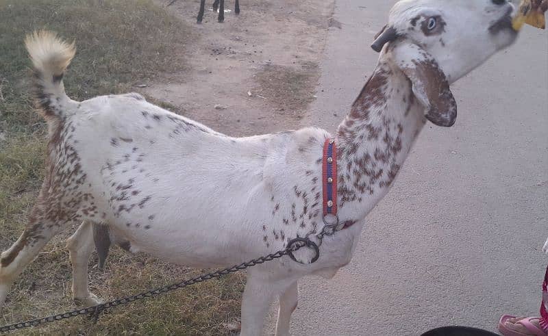 Milking and Pregnent Goats 0