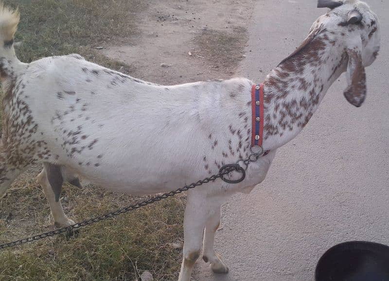 Milking and Pregnent Goats 1