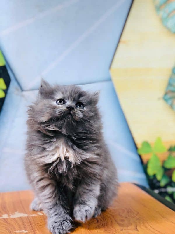 Persian Punch face triple coat cat Kitten 15