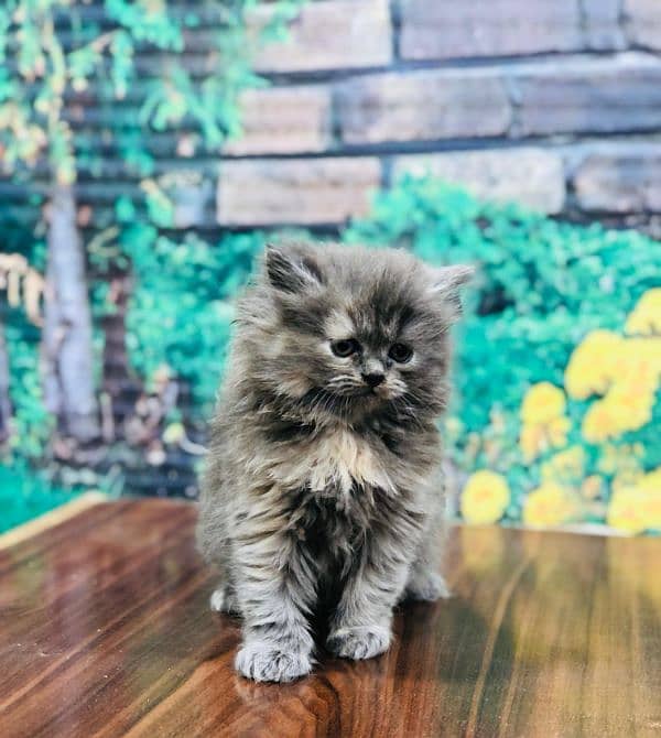 Persian Punch face triple coat cat Kitten 18