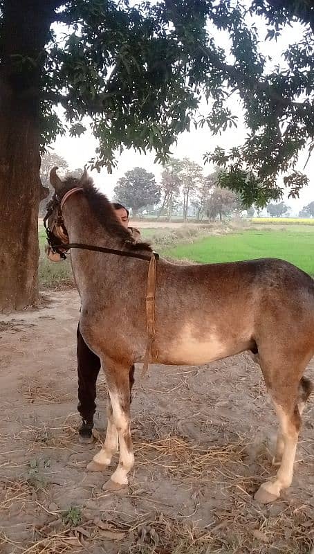 Desi breed 1