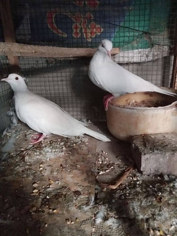 Dove Red eyes 5 breeder pair for sale 0