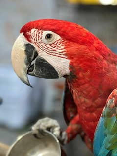 Greenwing macaw