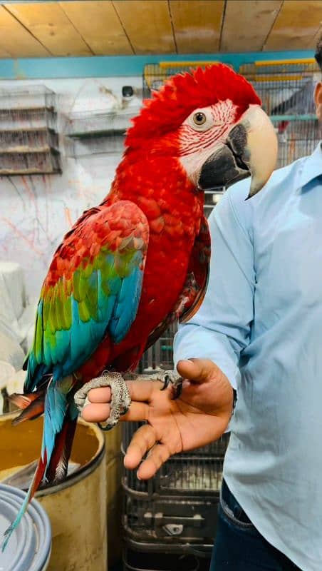 Greenwing macaw 1