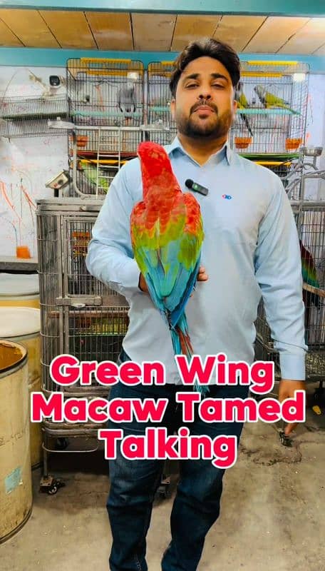 Greenwing macaw 2