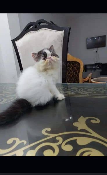 Persian cat for sale male or female my WhatsApp 0329=82=46=272 0