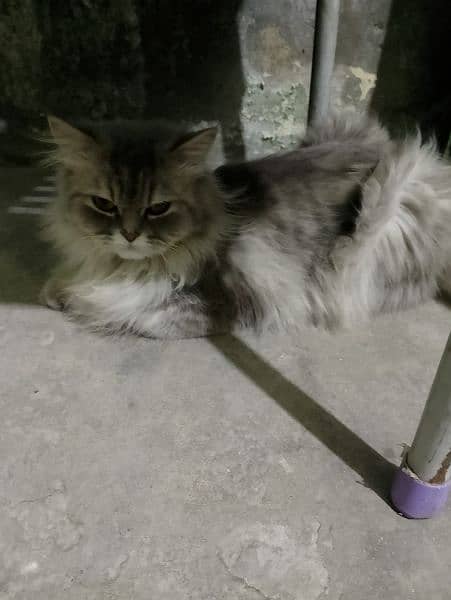 Persian cat for sale male or female my WhatsApp 0329=82=46=272 1