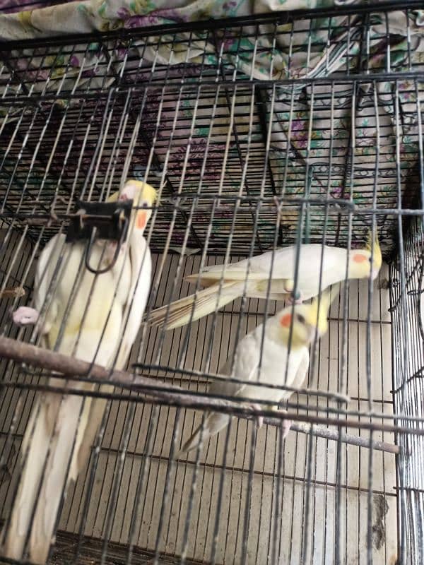 cocktail birds for sale 10,000 rs 0