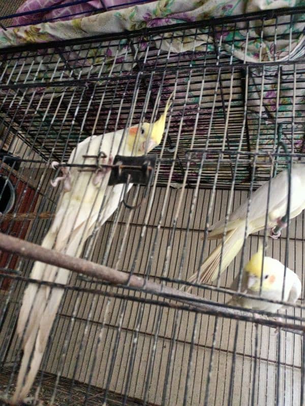 cocktail birds for sale 10,000 rs 1