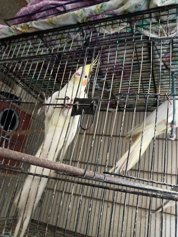 cocktail birds for sale 10,000 rs 2