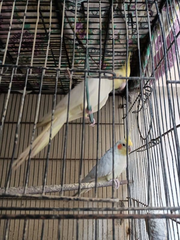 cocktail birds for sale 10,000 rs 3