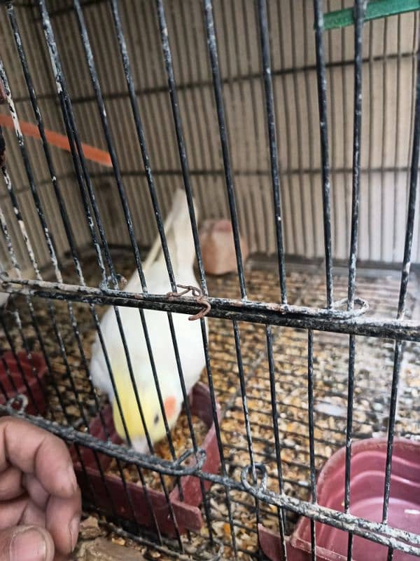 cocktail birds for sale 10,000 rs 4