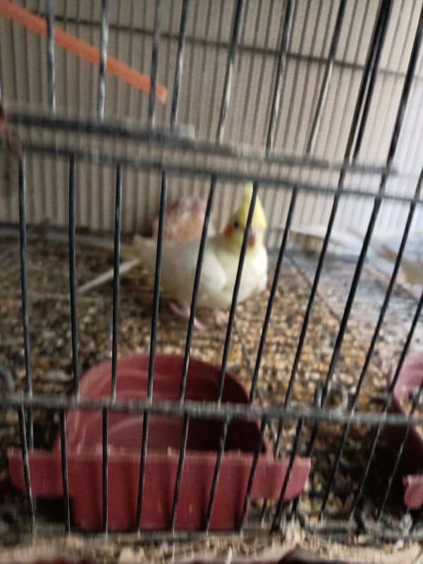 cocktail birds for sale 10,000 rs 6