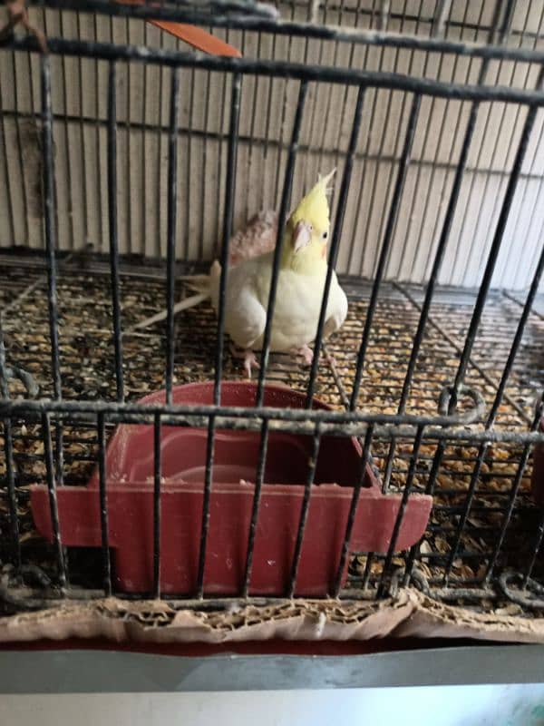 cocktail birds for sale 10,000 rs 7