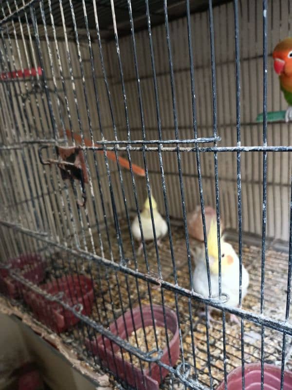 cocktail birds for sale 10,000 rs 10