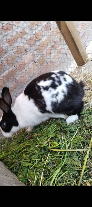 Rabbit for sale 1