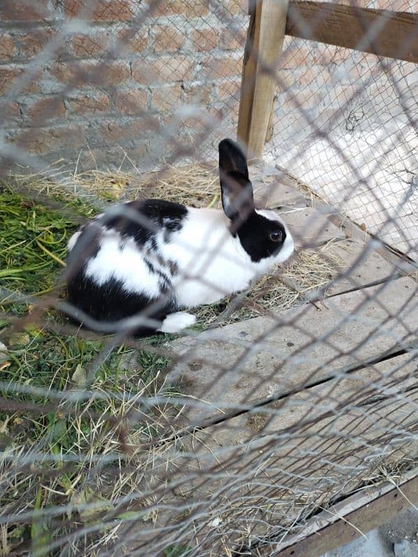 Rabbit for sale 2