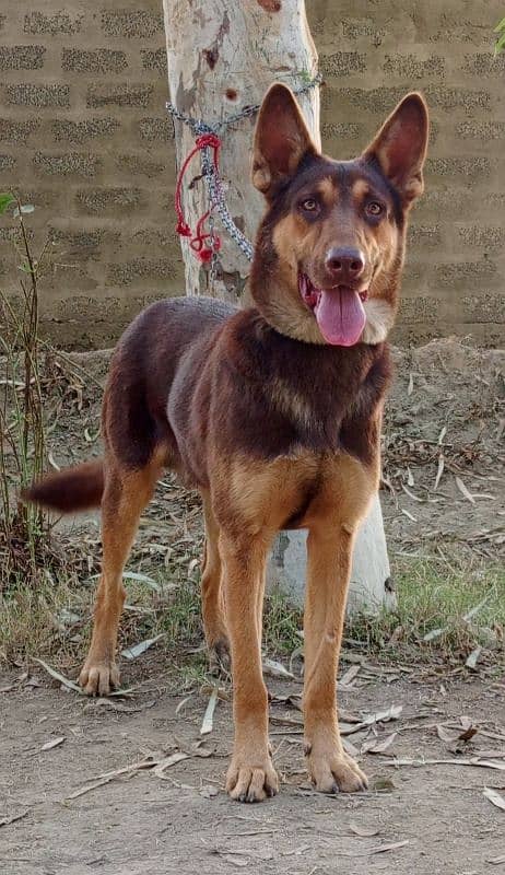 chocolate Belgium Shepherd male full security Guard Dog Age 10 month 0