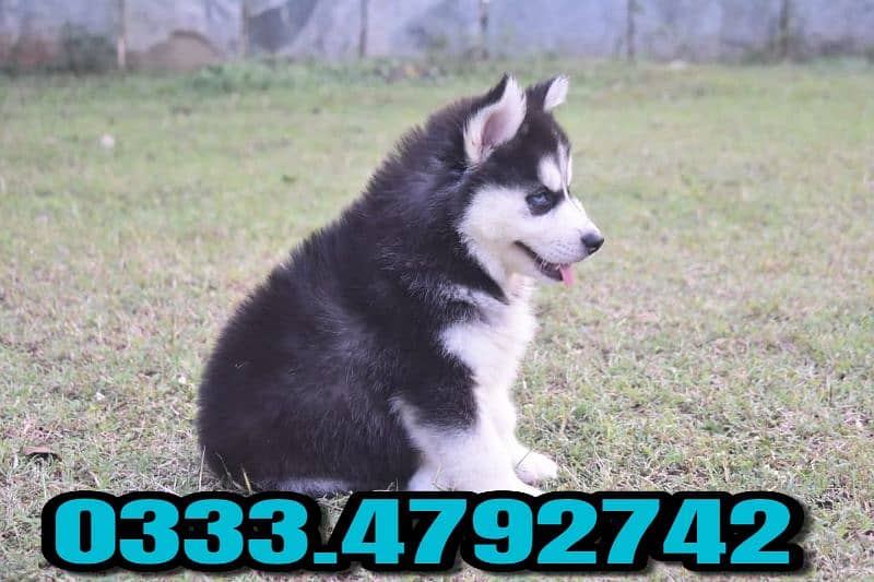 Siberian husky puppy available 0333.4792. 742 0