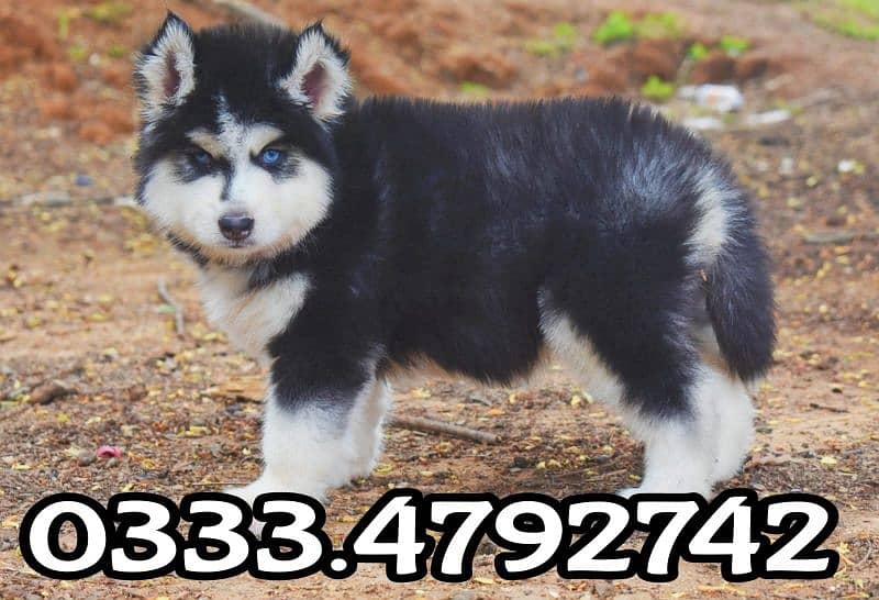 Siberian husky puppy available 0333.4792. 742 1