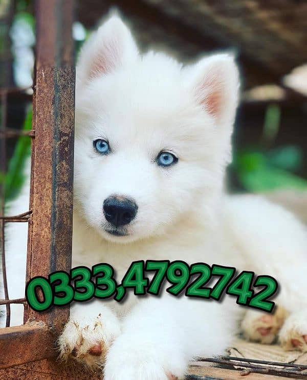 Siberian husky puppy available 0333.4792. 742 2