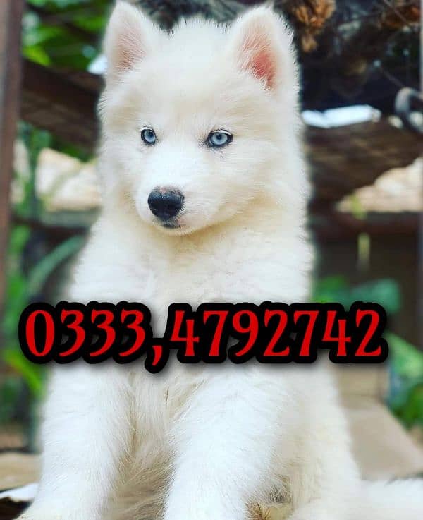 Siberian husky puppy available 0333.4792. 742 3