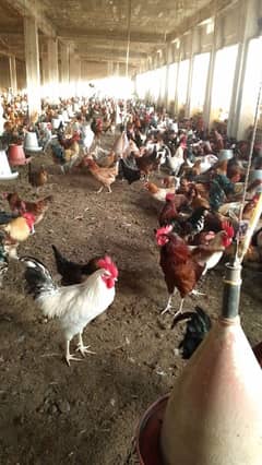 golden misri hens / egg laying hens / desi murghi / desi eggs / eggs