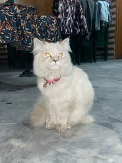 Himaliyan Persian Cat White with grey ear and nose