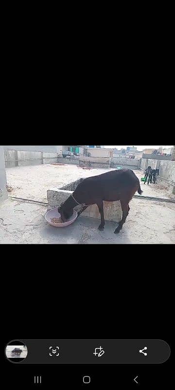 Betal Goat With Two ( 02 ) Male kids 2 Months Old 0