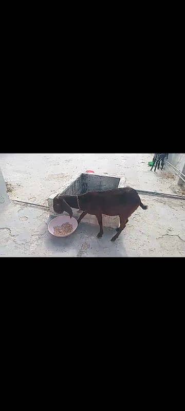 Betal Goat With Two ( 02 ) Male kids 2 Months Old 1