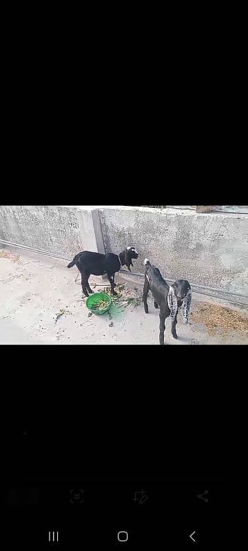 Betal Goat With Two ( 02 ) Male kids 2 Months Old 2